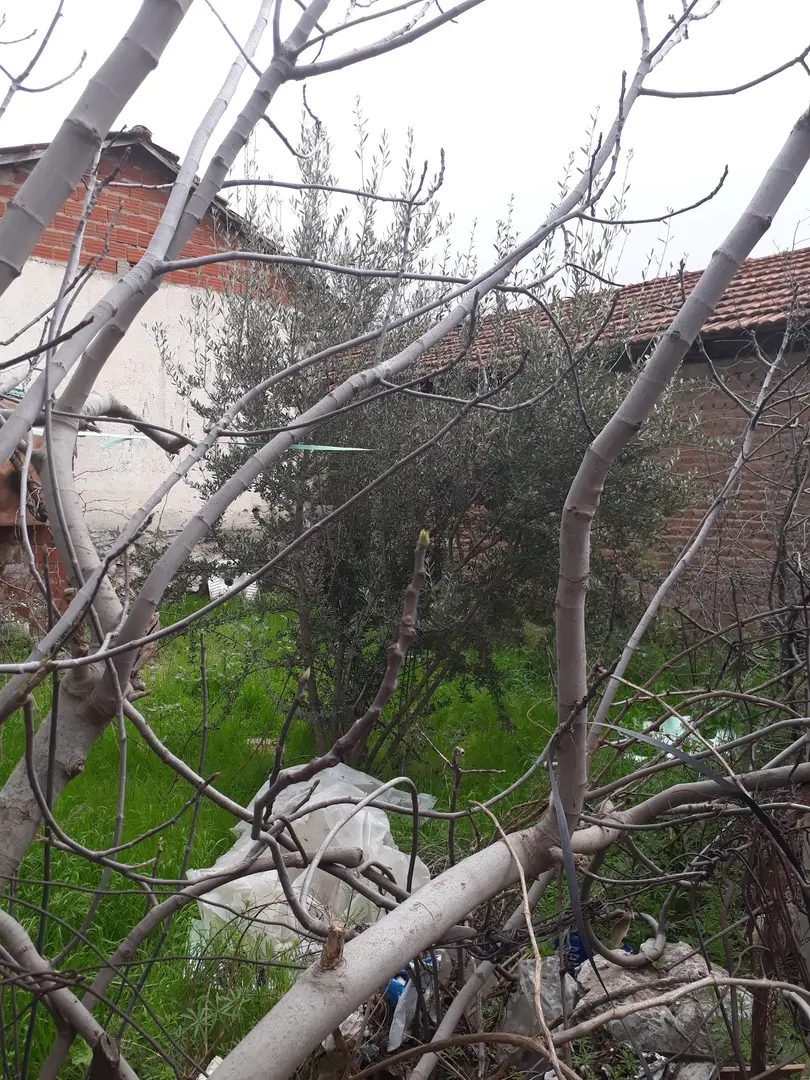 Orman Piknik Alanı — Manisa — küçük resim 2