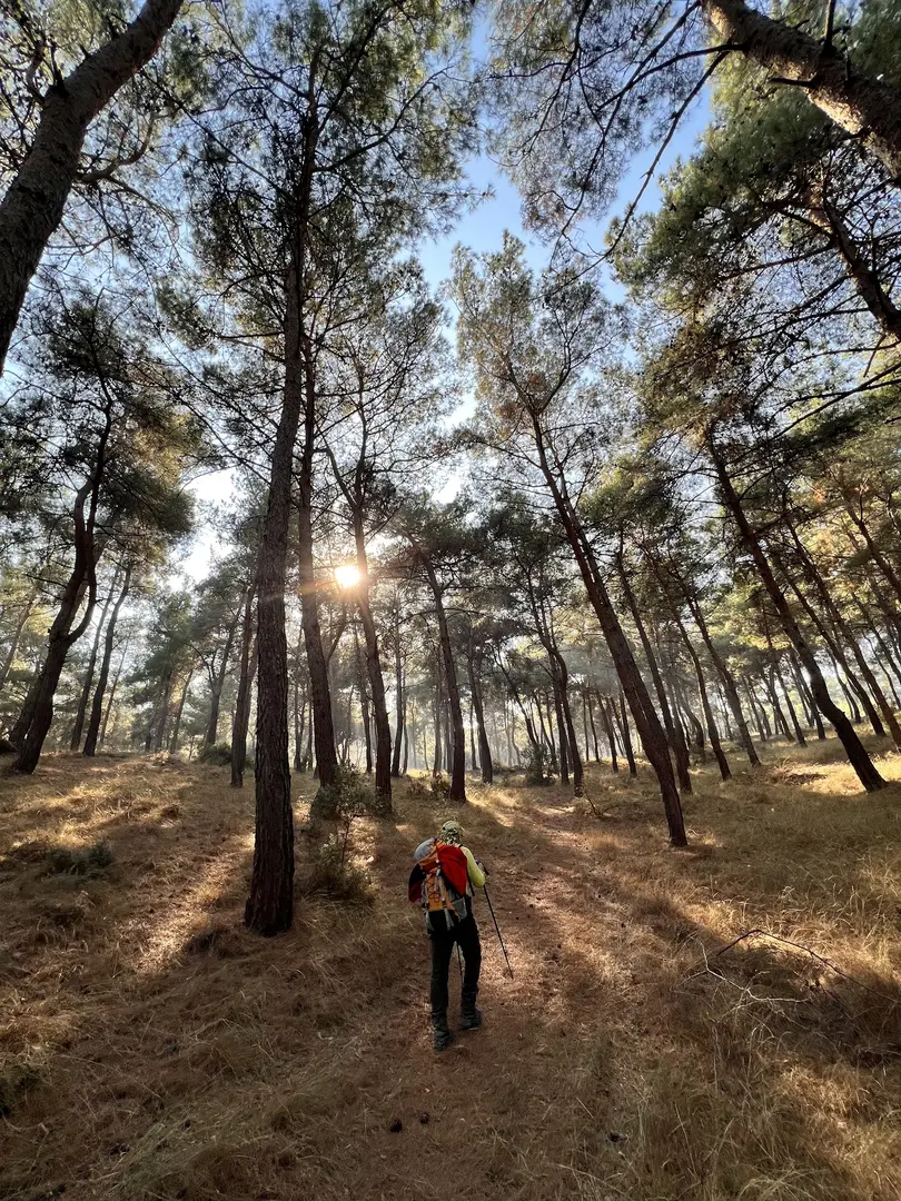 Manisa City Forest — Manisa — küçük resim 4