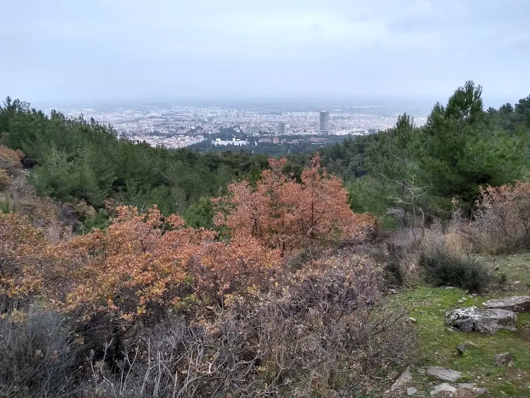 Manisa Kent Ormanı