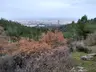 Manisa Kent Ormanı
