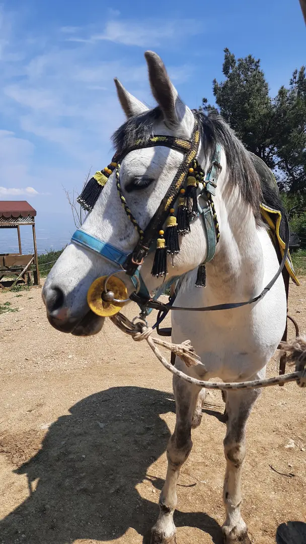 Spil Saruhanbey Horse Farm — Manisa — küçük resim 8