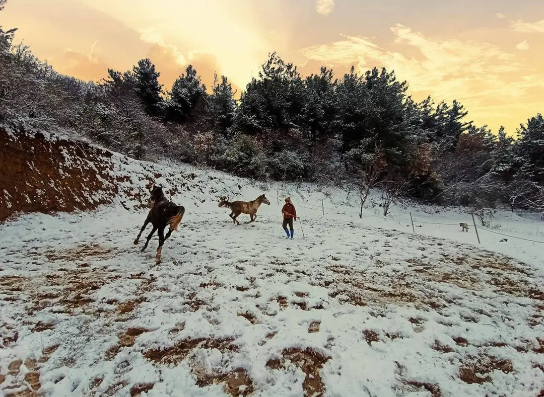 Spil Saruhanbey Horse Farm — Manisa — küçük resim 9