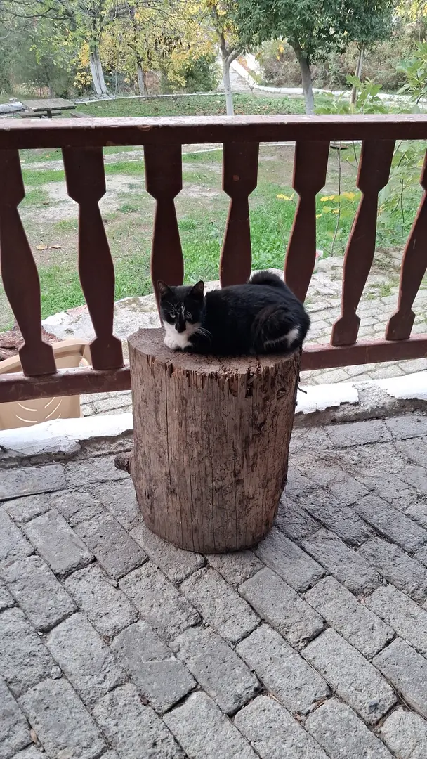 Zeytinliova Lake Accommodation Forest Park — Manisa — küçük resim 6
