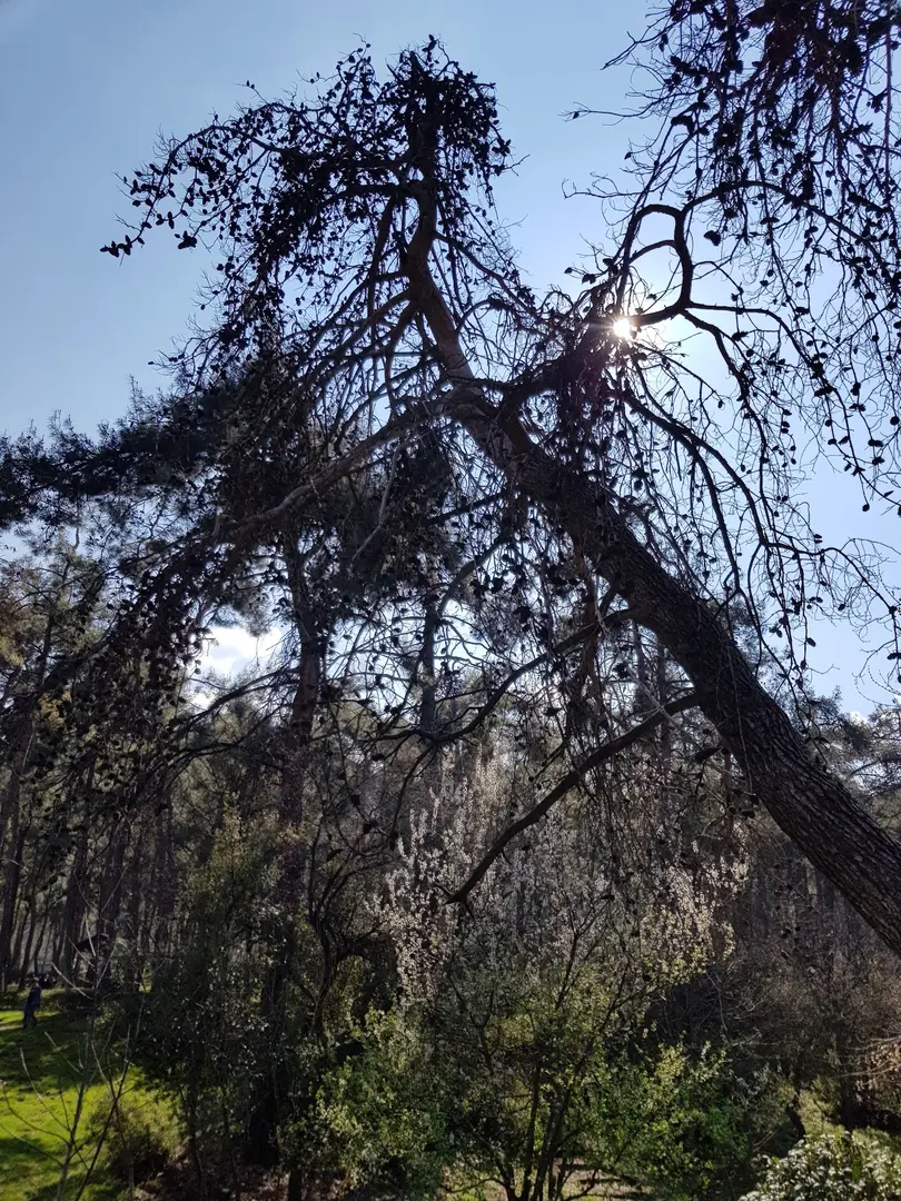 Çamlık Forest Inner Resting Place — Denizli — küçük resim 4