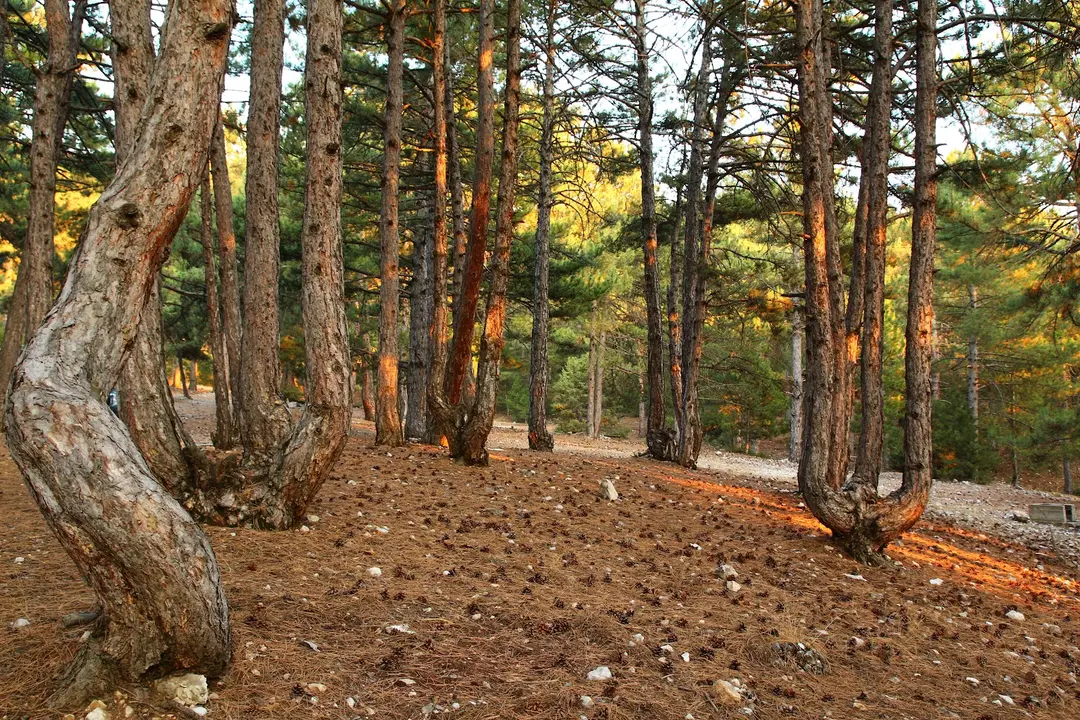 Honaz Mountain National Park — Denizli — küçük resim 3