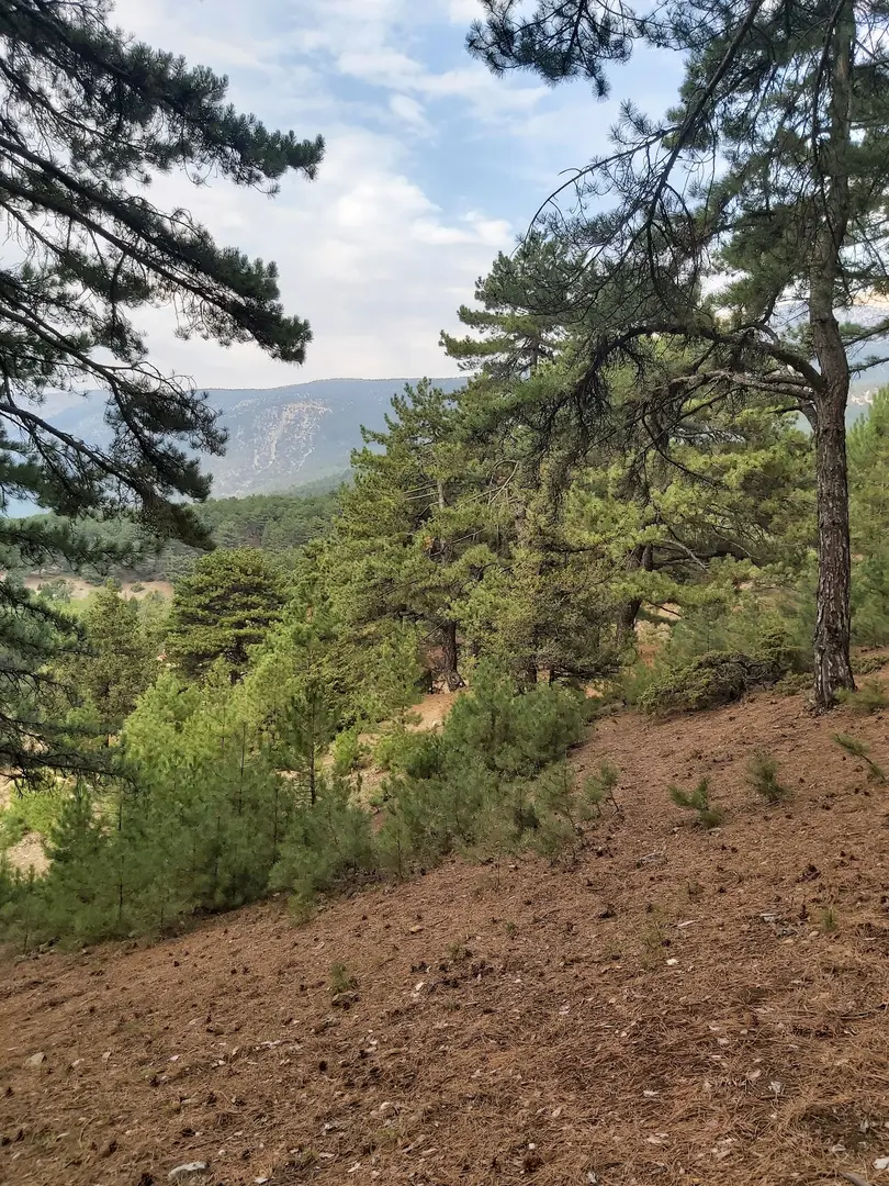 Cankurtaran Honaz Milli Parkı — Denizli — küçük resim 4