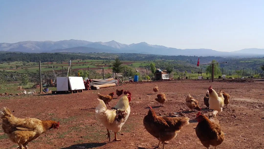 Fethibey Ciftliği — Denizli — küçük resim 5