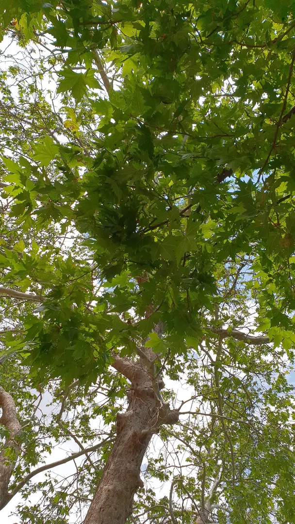 Kolak Gölü Picnic and Camping Area — Denizli — küçük resim 9