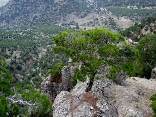 Çardak
