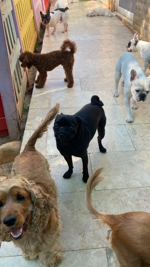 DOGS CAMP KÖPEK TRAINING DENİZLİ — Denizli — küçük resim 3