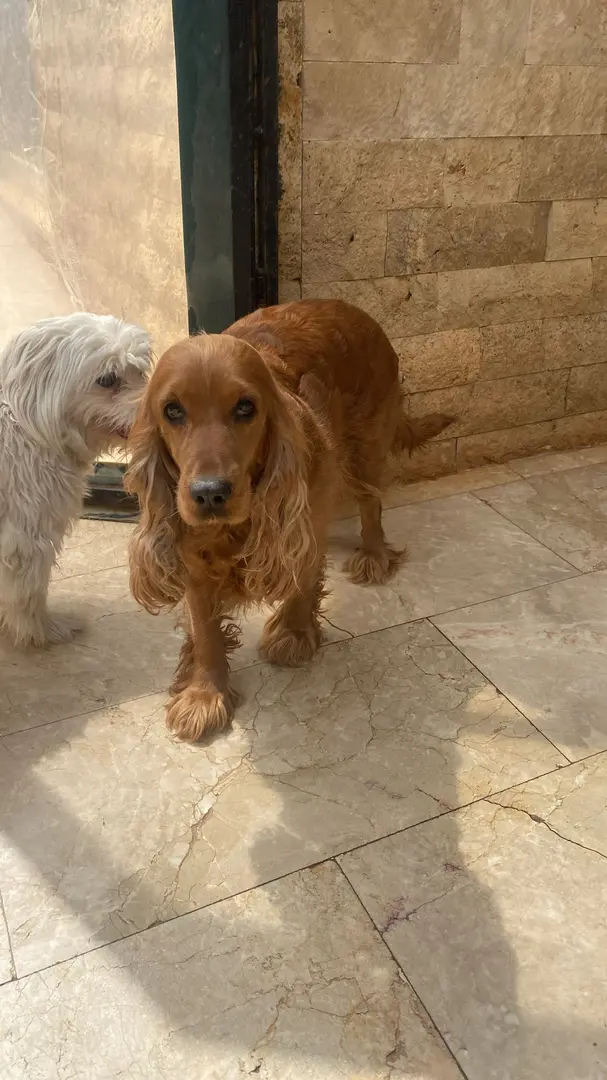 DOGS CAMP KÖPEK TRAINING DENİZLİ — Denizli — küçük resim 2