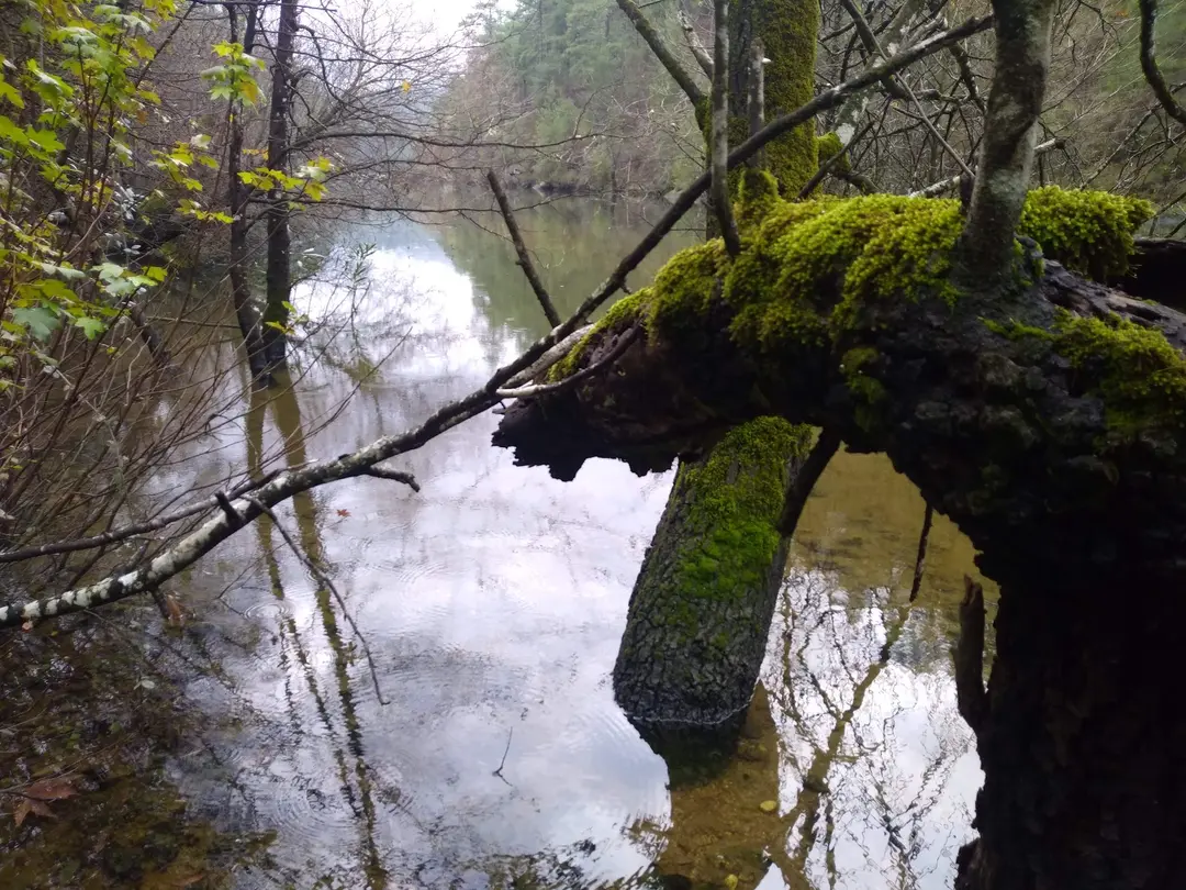 Kargı Köyü Sıfla Forest Nature Conservation Area — Burdur — küçük resim 5