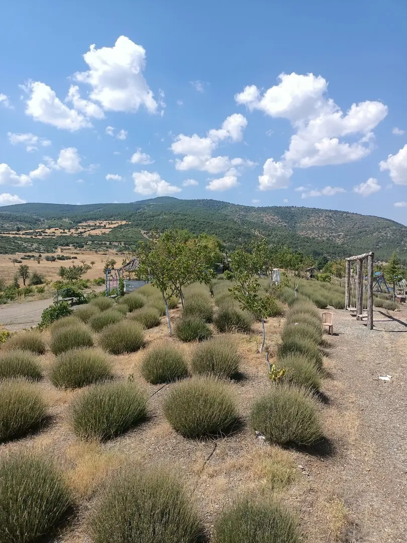 Sıra Çamlar — Burdur — küçük resim 5