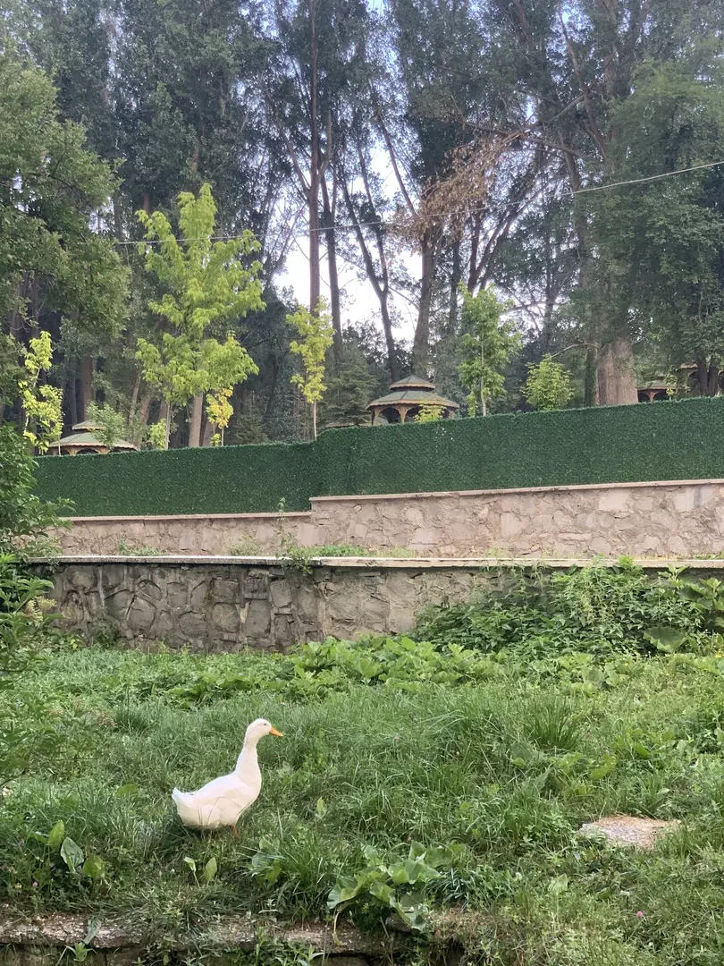 Milas Mesireliği — Isparta — küçük resim 7
