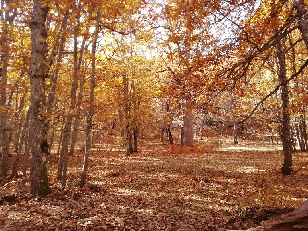 Kasnak Forest Conservation Area — Isparta — küçük resim 5