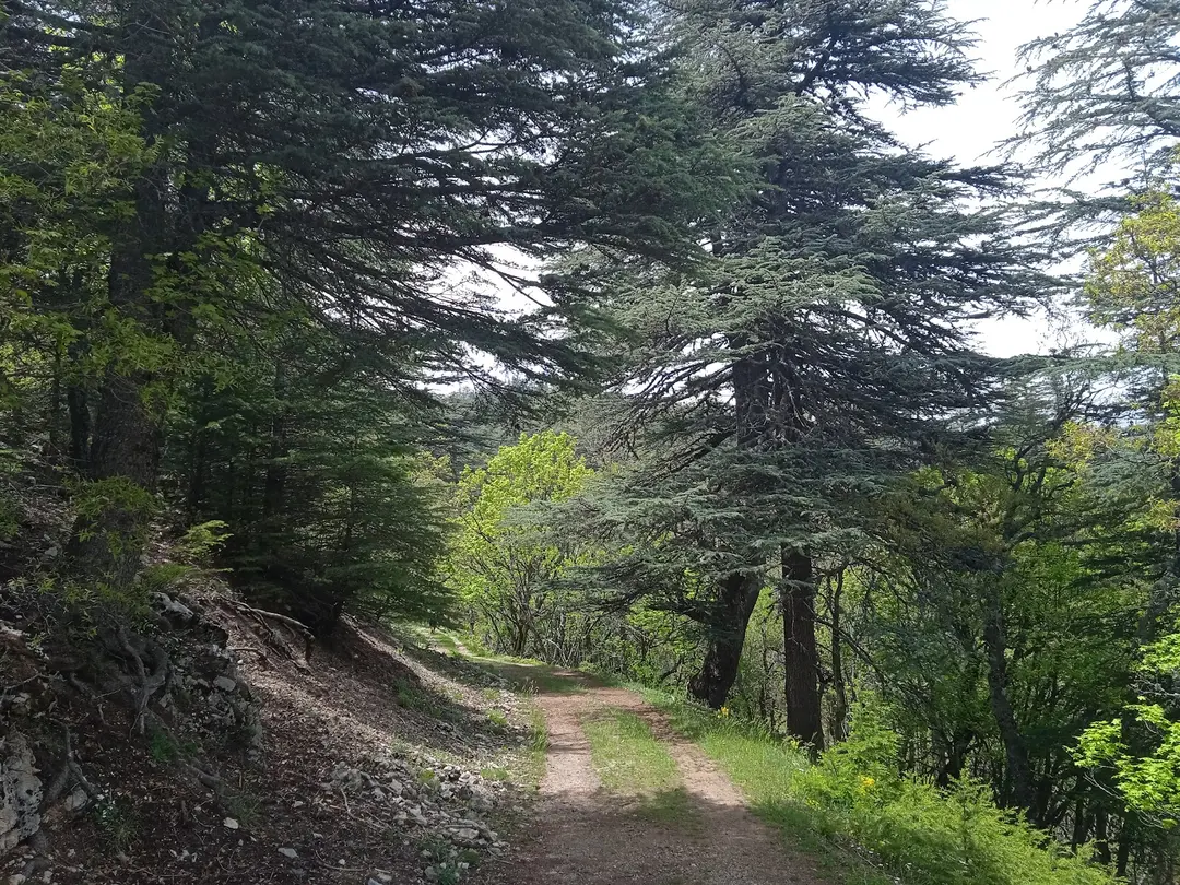 Kasnak Forest Conservation Area — Isparta — küçük resim 3