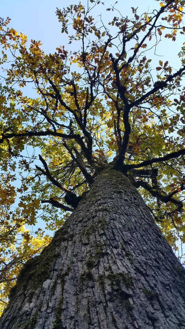 Kasnak Forest Conservation Area — Isparta — küçük resim 9