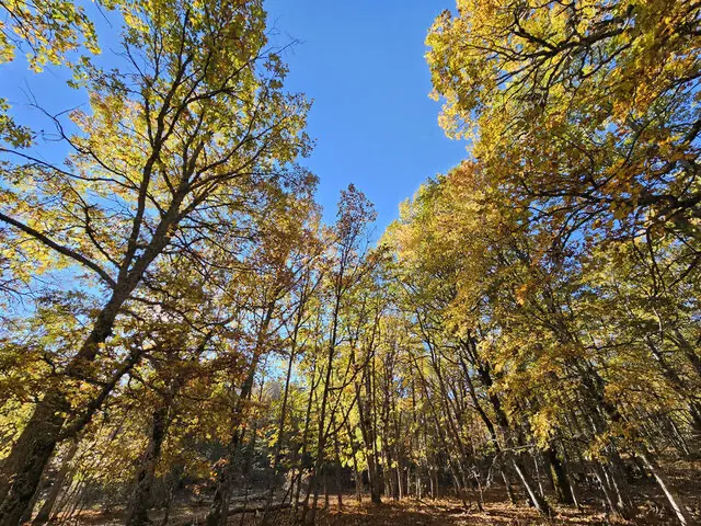 Kasnak Forest Conservation Area — Isparta — küçük resim 7