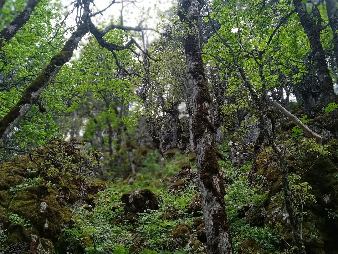 Kasnak Forest Conservation Area — Isparta — küçük resim 8