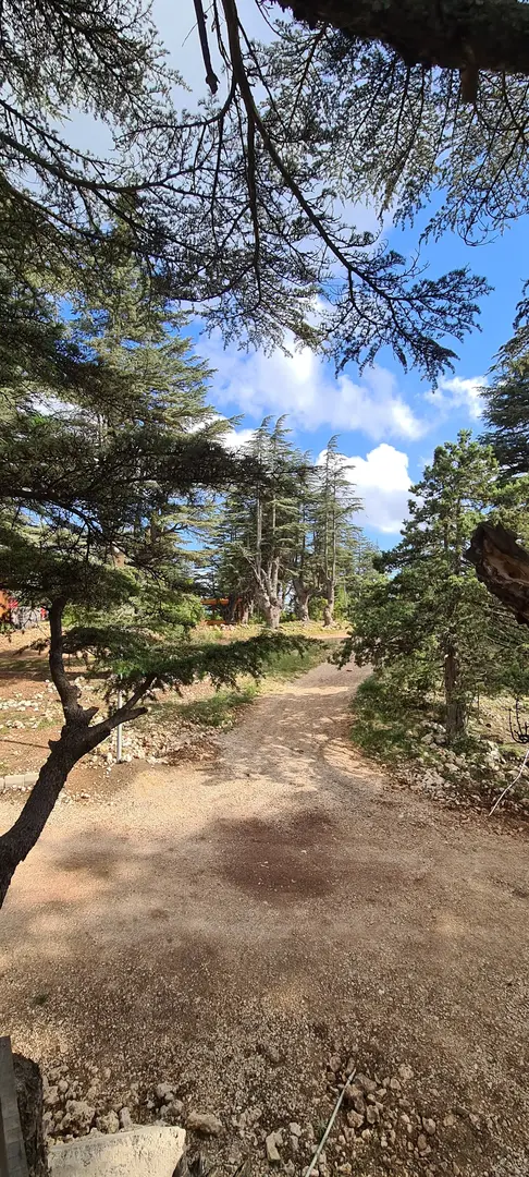 Cedrus life kamp ve karavan alanı — Mersin — küçük resim 4