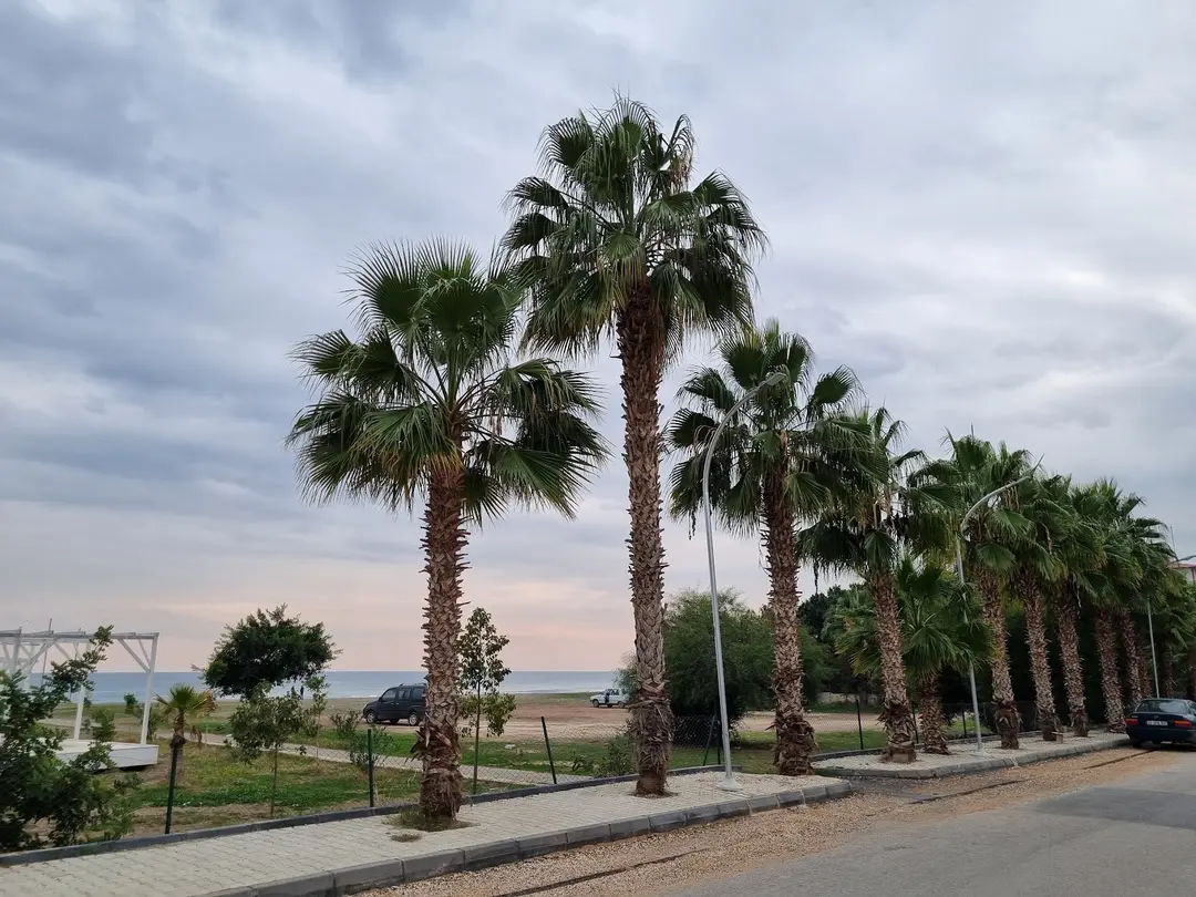 Kocahasanlı Kamp Alanı Halk Plajı — Mersin — küçük resim 4