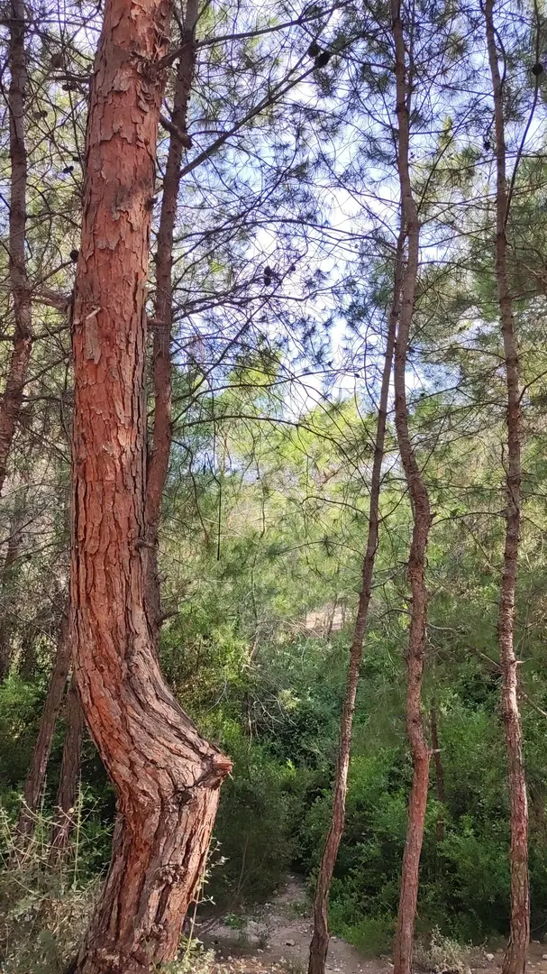 Free Ücretsiz Camp alanı — Mersin — küçük resim 4