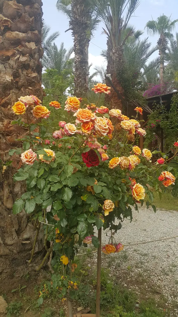 Camping Paradies — Mersin — küçük resim 10