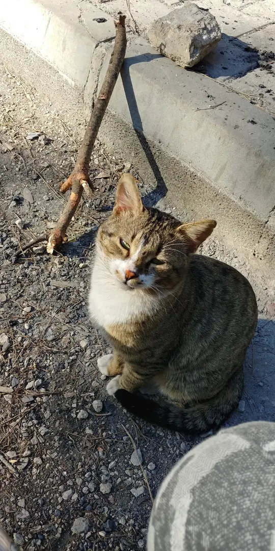 Talat Gøktepe National Park — Mersin — küçük resim 7