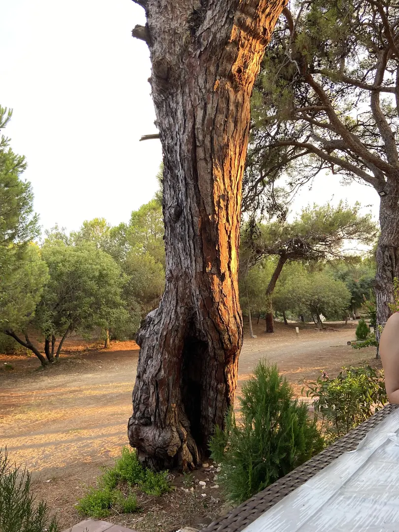 Talat Gøktepe National Park — Mersin — küçük resim 5