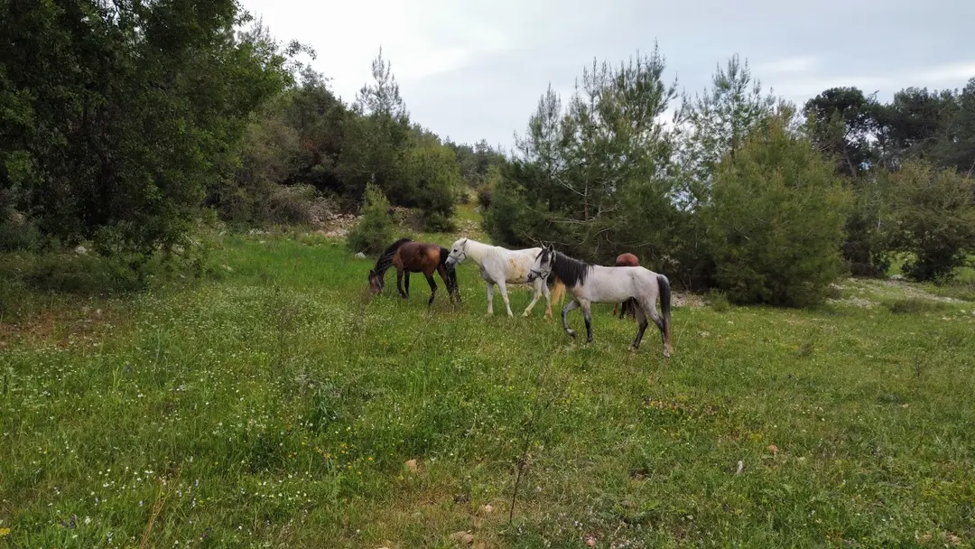 Nefes binicilk Bungolov evleri — Mersin — küçük resim 2