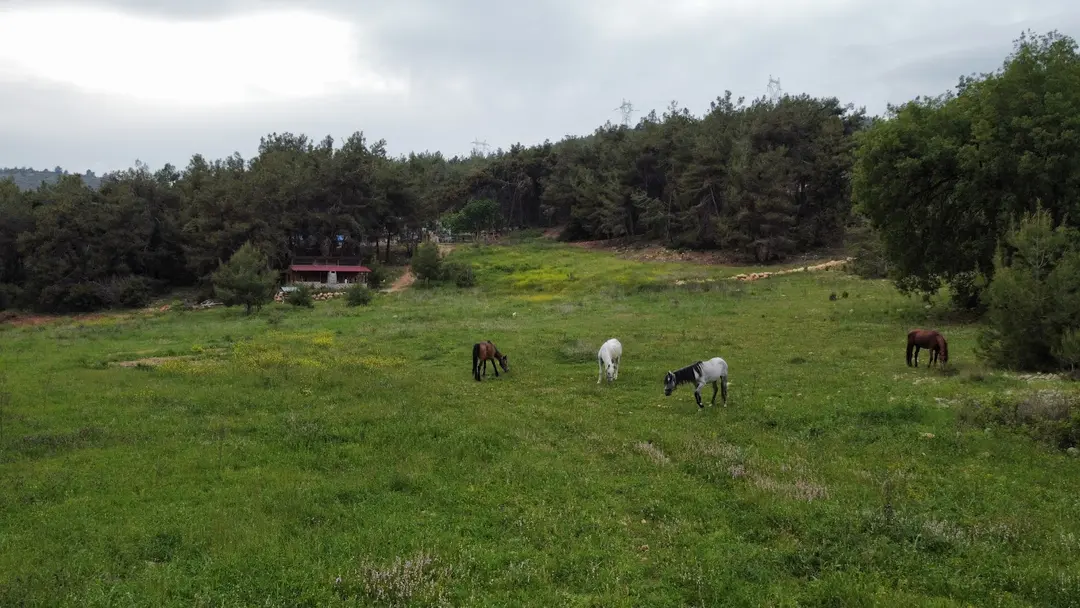 Nefes binicilk Bungolov evleri — Mersin — küçük resim 4