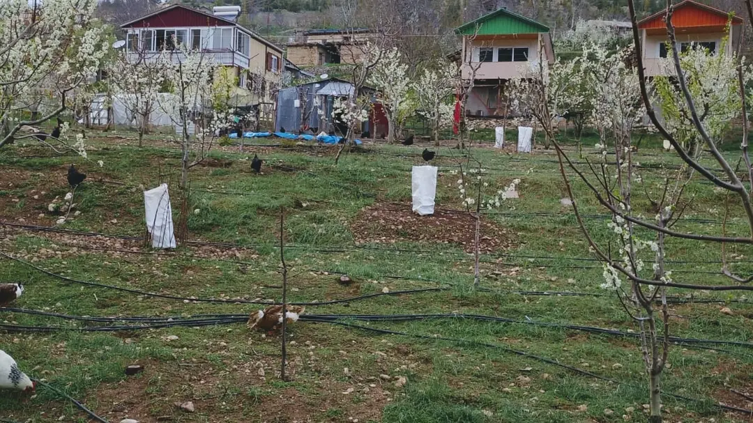 Arslanköy Doğa Pansiyon — Mersin — küçük resim 4