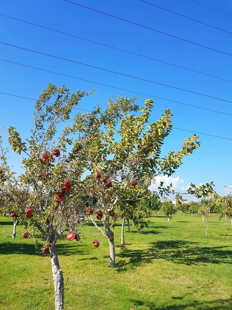 Mezitli belediyesi mutlu yaşam köyü — Mersin — küçük resim 4