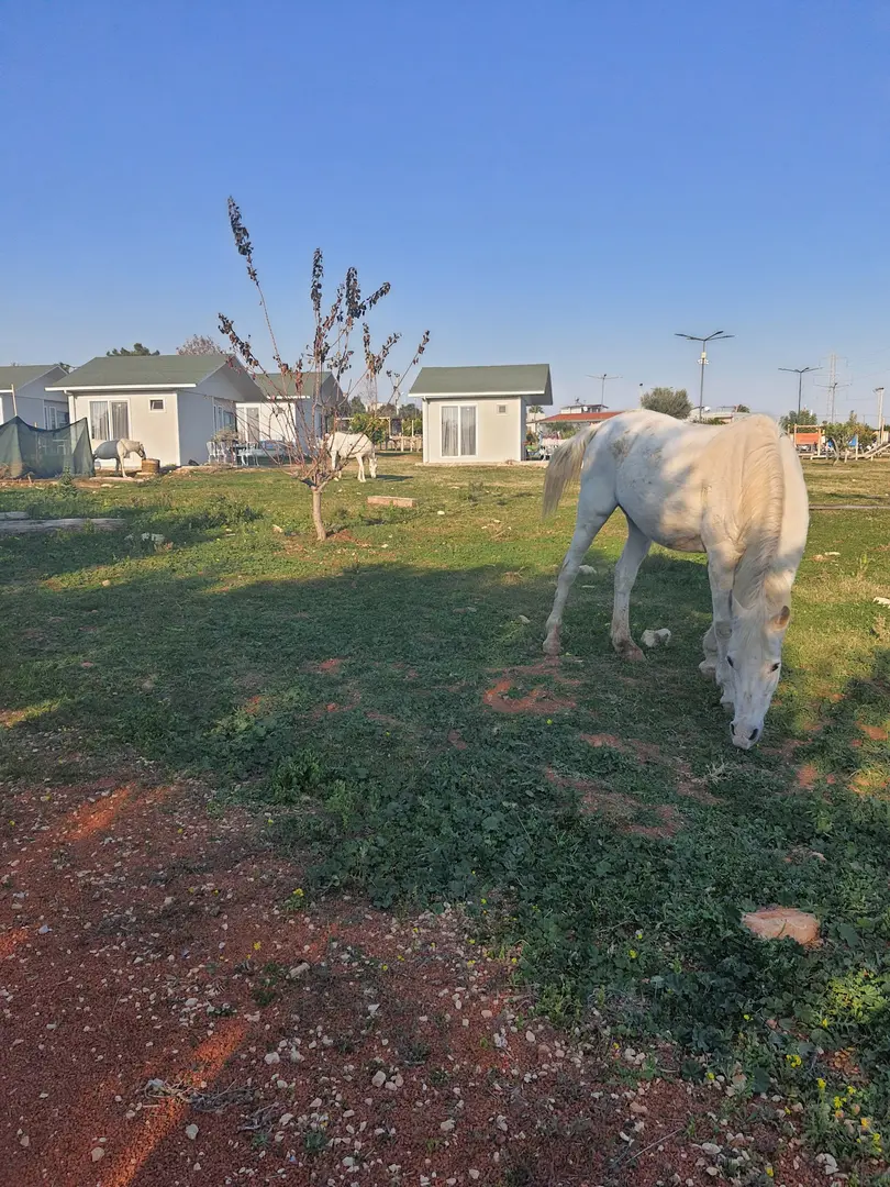 Mezitli belediyesi mutlu yaşam köyü — Mersin — küçük resim 6