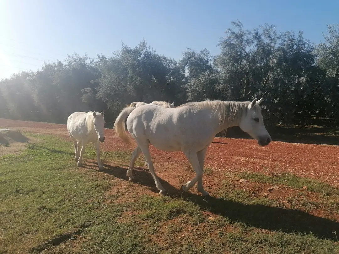 Mezitli belediyesi mutlu yaşam köyü — Mersin — küçük resim 7
