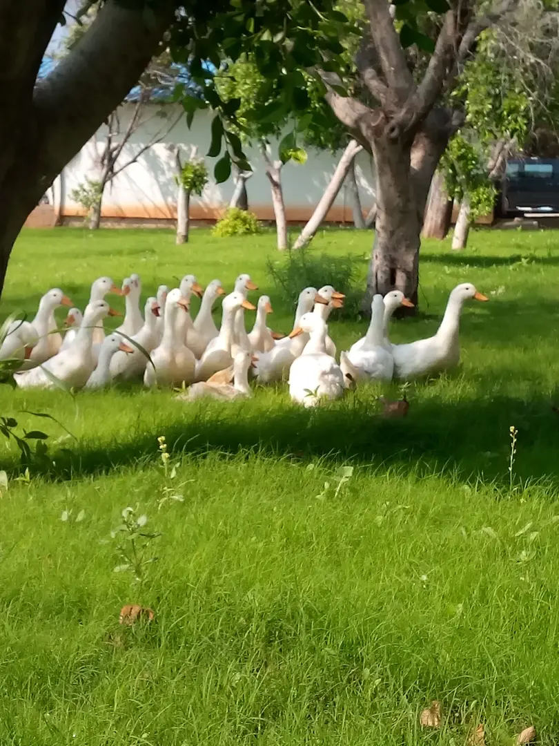 Milyon Beach Erdemli — Mersin — küçük resim 9