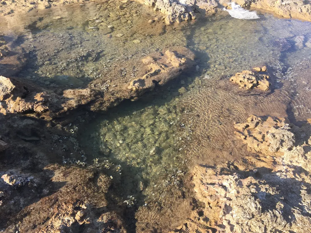 Mediterranean Monk Seal Habitat — Mersin — küçük resim 9