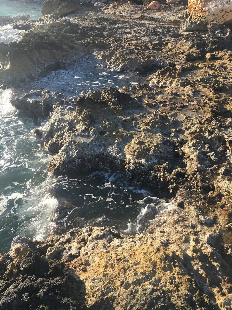 Mediterranean Monk Seal Habitat — Mersin — küçük resim 3