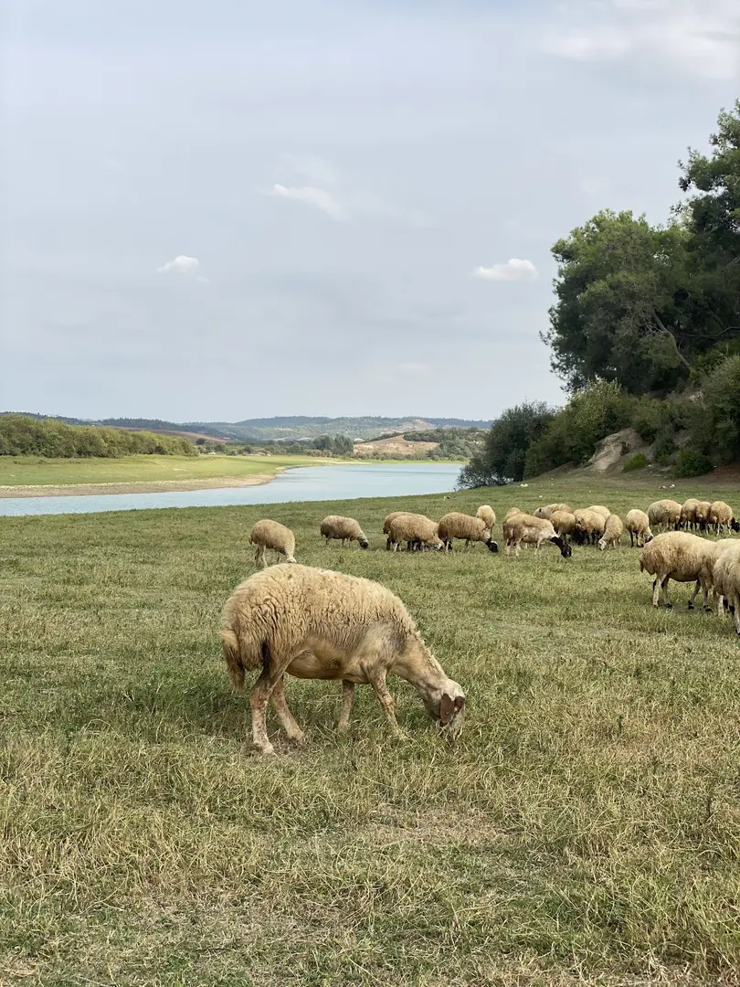 Örcün Camping Area — Adana — küçük resim 6