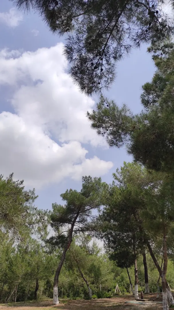 Yörük ormanı Sarıçam adana — Adana — küçük resim 7