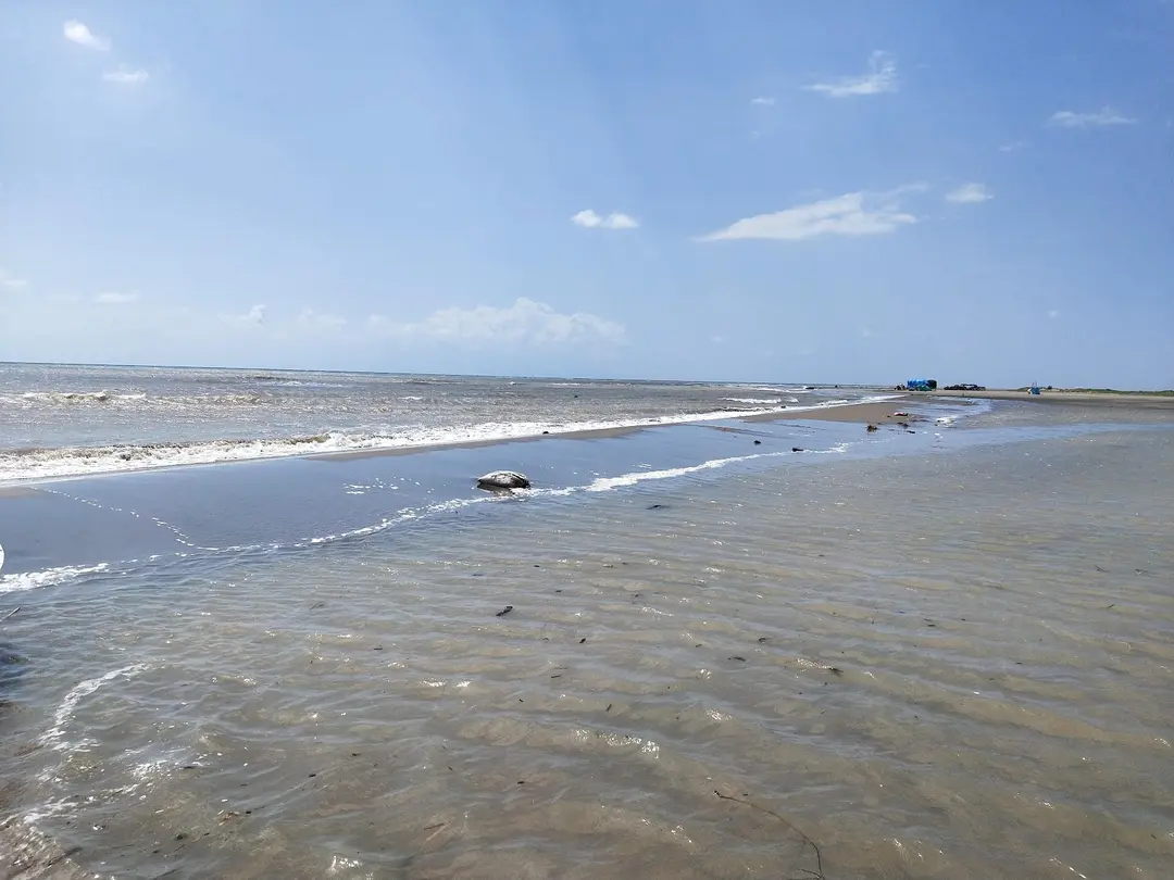 Yumurtalık Lagun Nationalpark — Adana — küçük resim 3