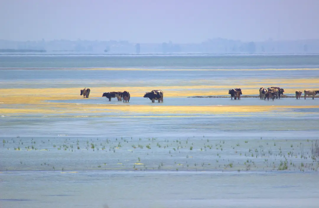 Yumurtalık Lagun Nationalpark — Adana — küçük resim 9