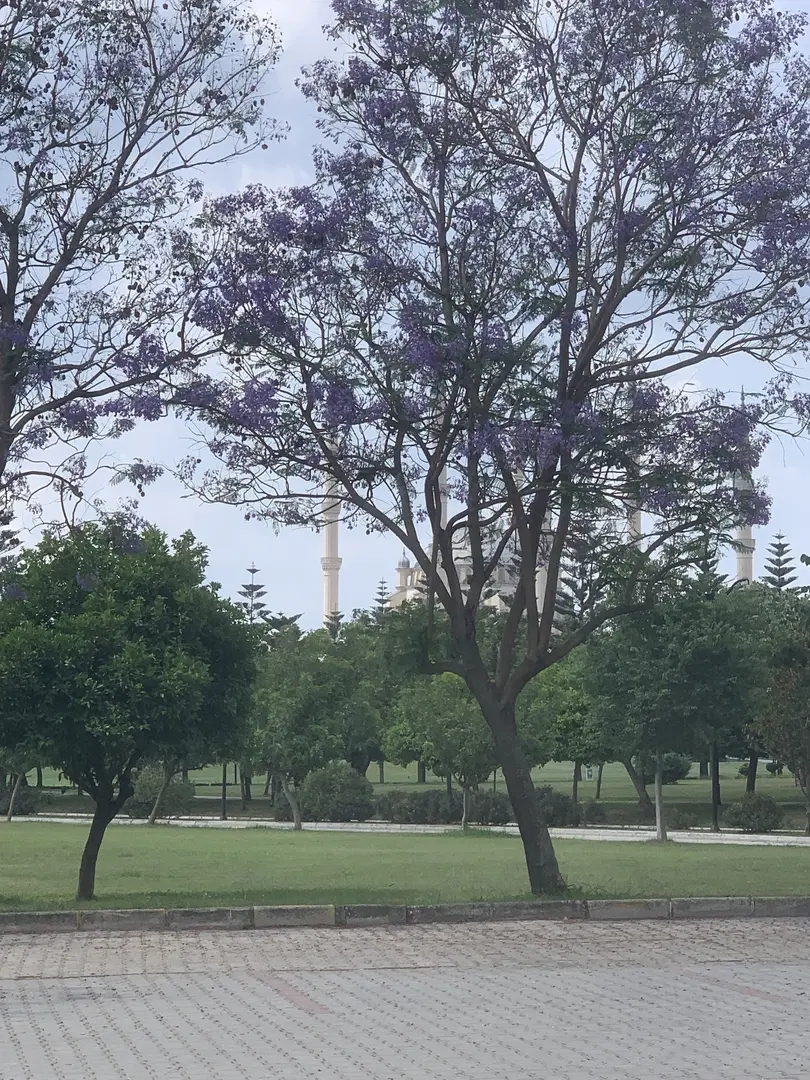 Punto Carovana — Adana — küçük resim 3