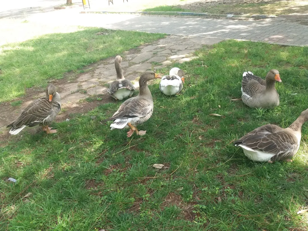Parc Naturel — Adana — küçük resim 10