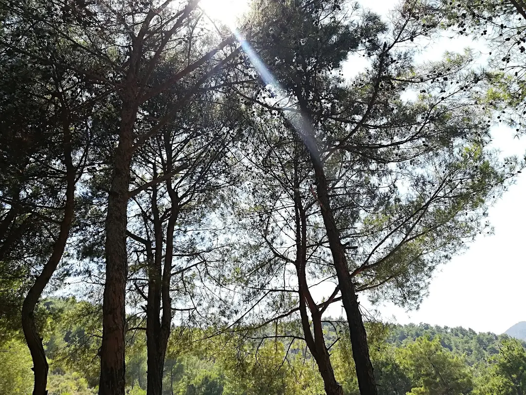 Zone de Loisirs Yıldırım — Hatay — küçük resim 10