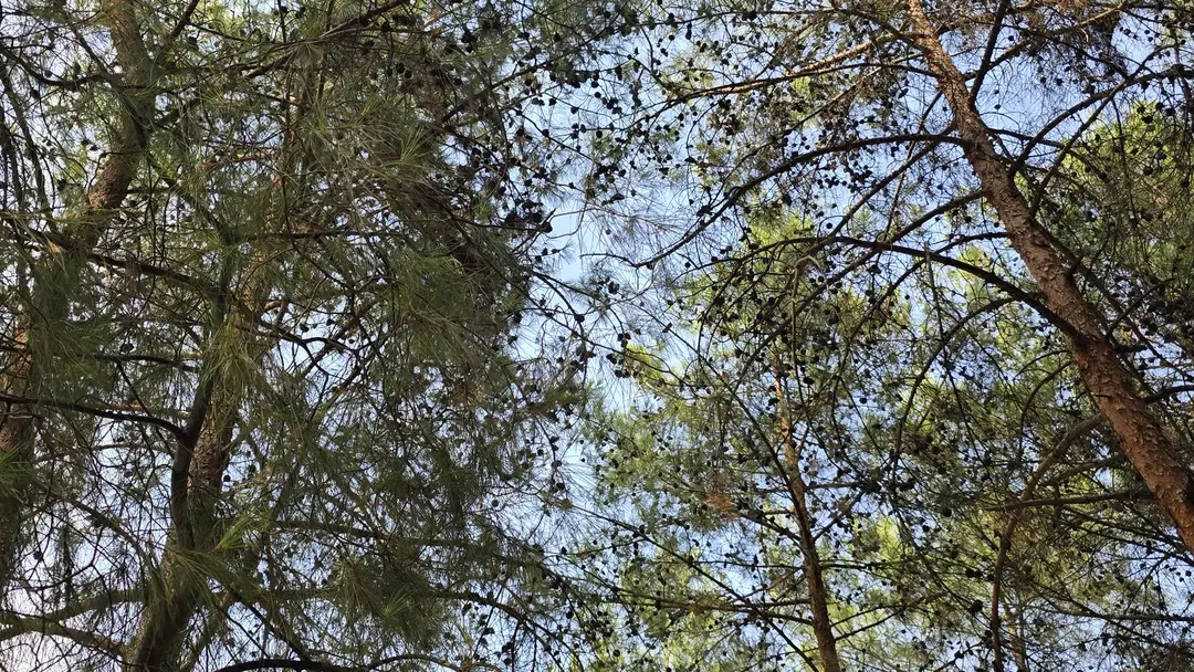 Tahtaköprü/Yıldırım — Hatay — küçük resim 9