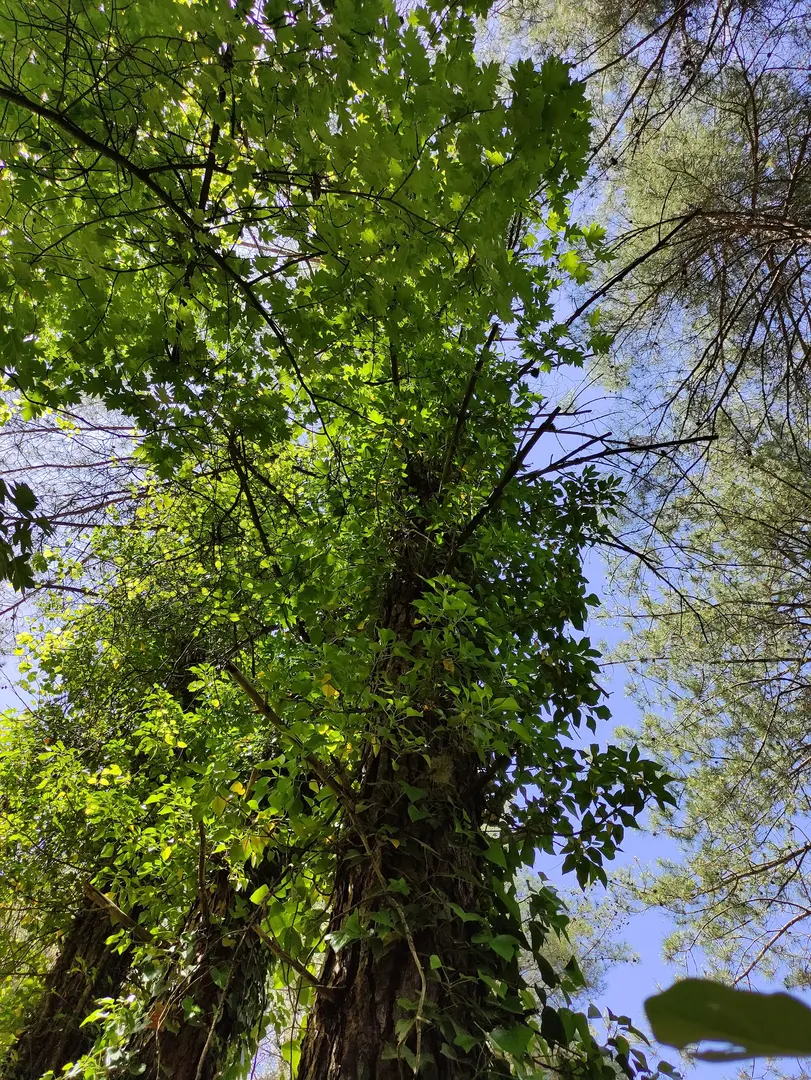 Bedrik Çayı picknick och campingområde — Hatay — küçük resim 5