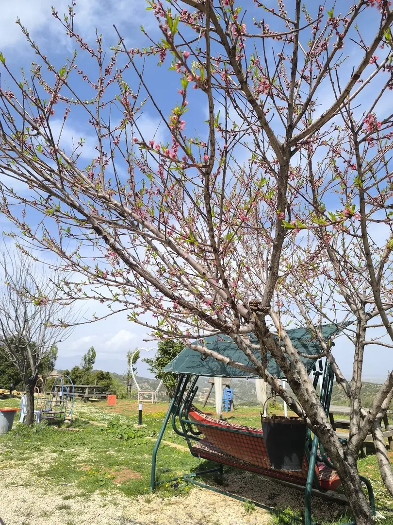 Saklı Vadi Kır Baghcesi Kafe und Restaurant — Hatay — küçük resim 9