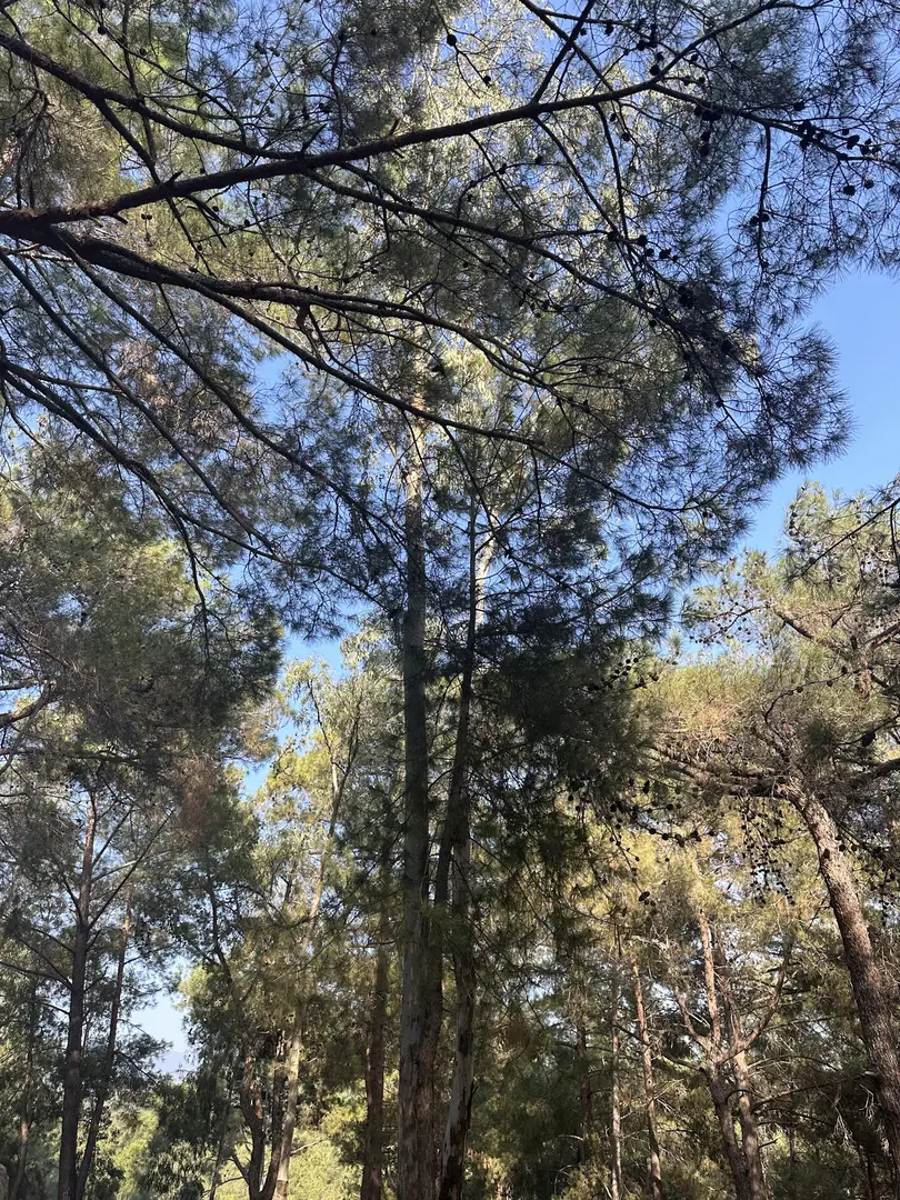 Şahin Tepesi Tabiat Parkı — Hatay — küçük resim 10