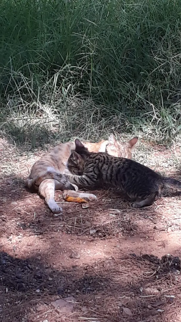 Burç Tabiat Parkı